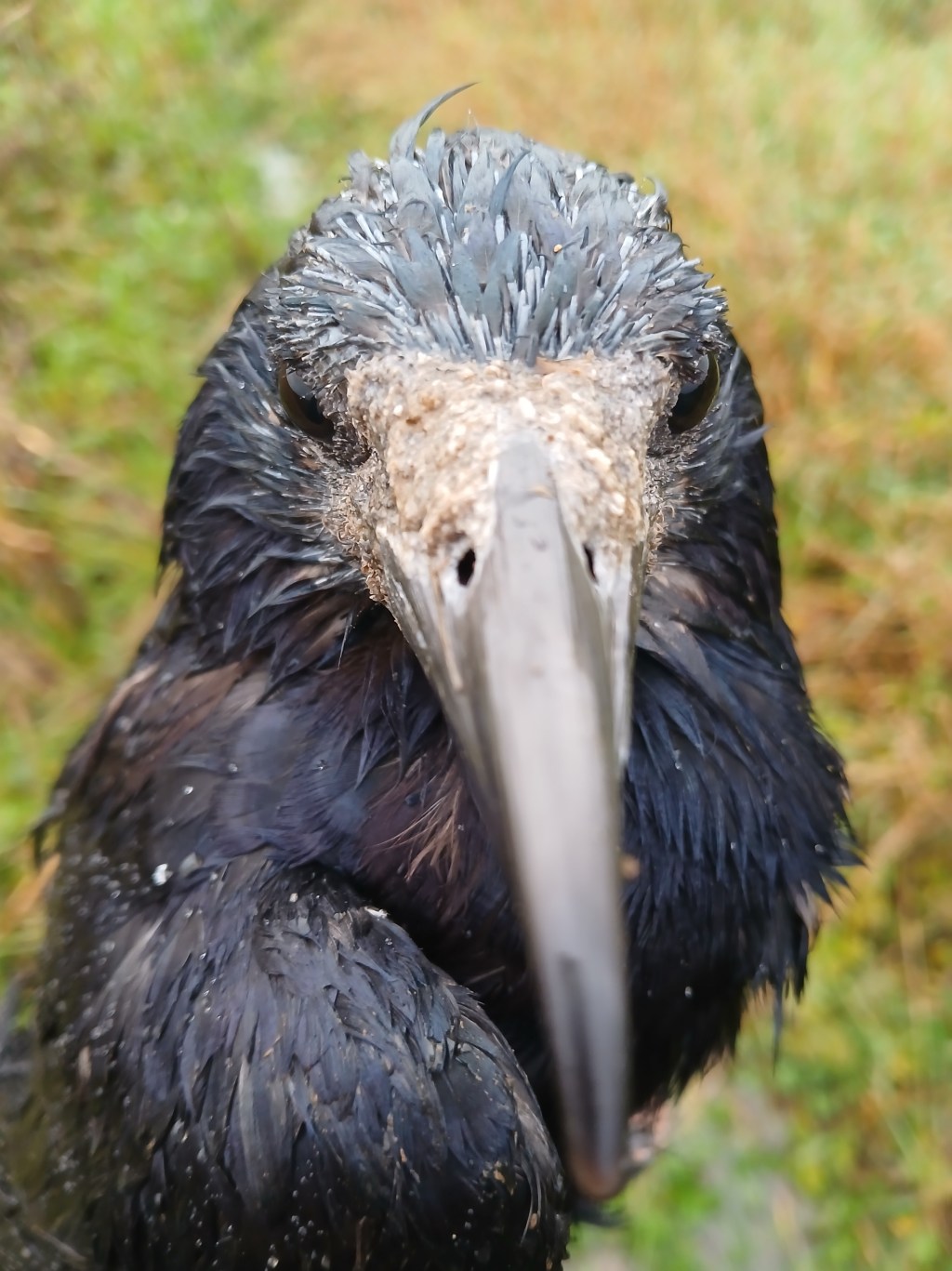 Out in the Field #04